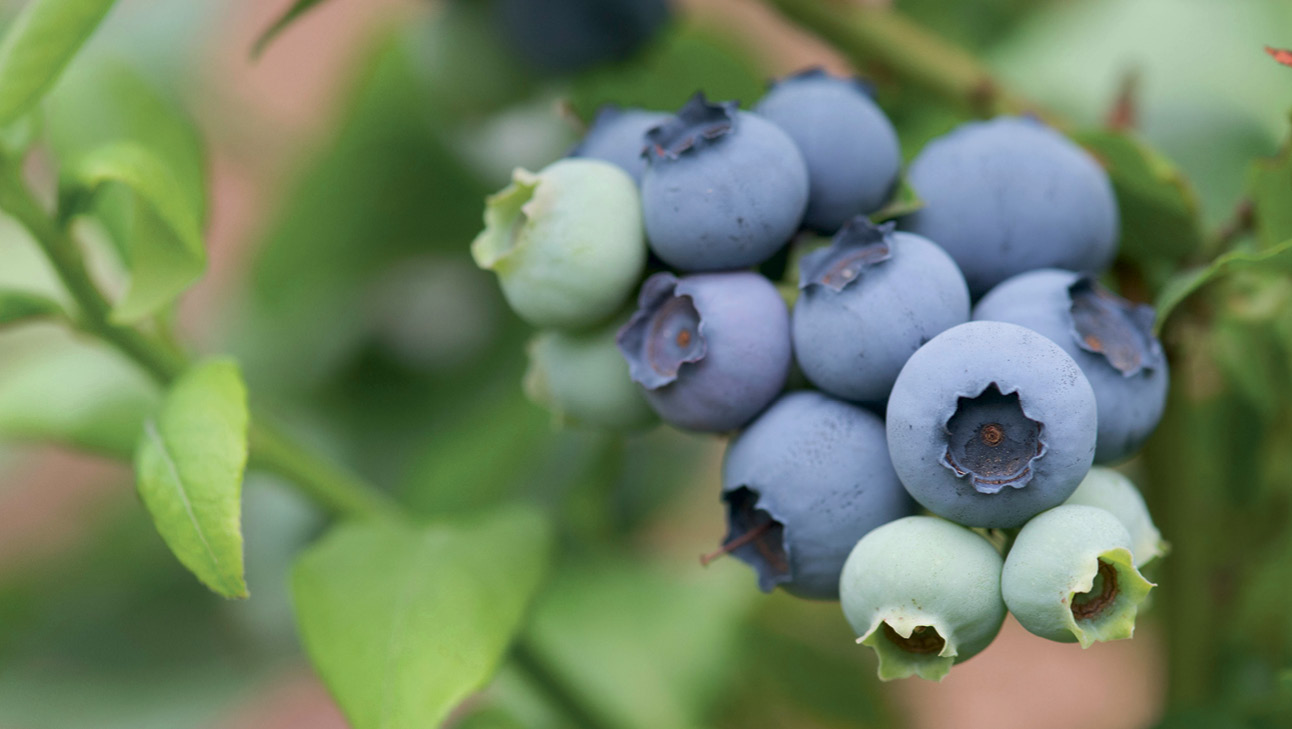 Blueberries are perennial shrubs in the Ericaceae family.